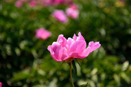 Pink flower blooming in the gardenの写真素材