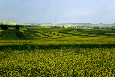 Rapeseed field during the dayの写真素材