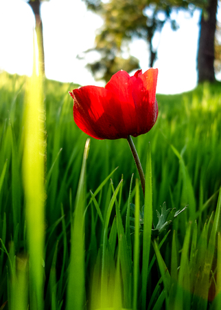 Red Anemones Field Winter Blooming Macro Shot in Green Grass Field, Beeri Forest, Southern District of Israel.の写真素材