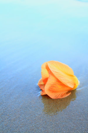 a lonely flower at beachの写真素材