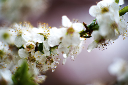 Spring blossoms macro shotの写真素材