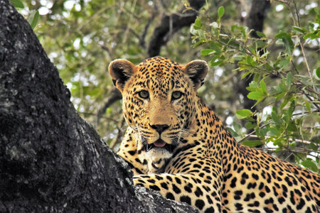 Close up of a leopard in a tree