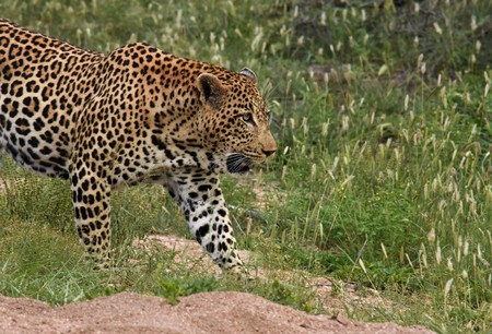 Leopard laying in the grassの写真素材