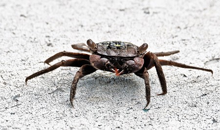 Black mangrove crabの写真素材