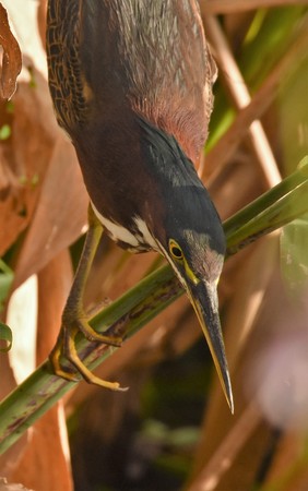 Green heron amonst the reedsの写真素材