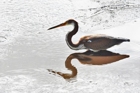 Tri color heron and reflection wading in pondの写真素材