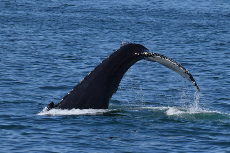 Humpbacks tail during dive