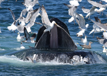 Humpback whale feedingの写真素材