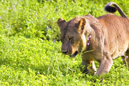Lion walking through the wildflowersの写真素材