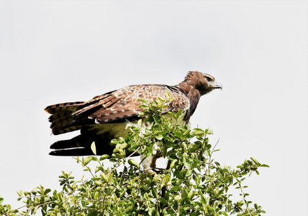Eagle on tree topの写真素材