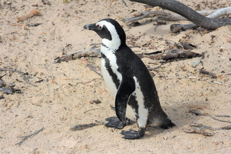 African penguinの写真素材