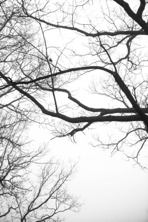 Bare Winter Tree covered with icicles with misty backgroundの写真素材
