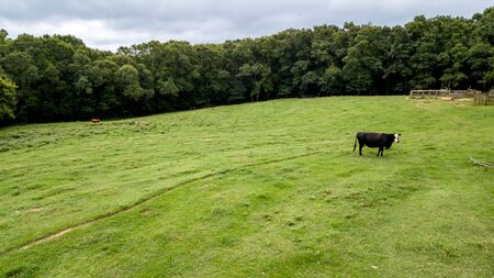Cow grazing in country field with trees in backgroundの写真素材