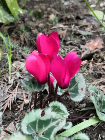 Beautiful flowers on the club in the parkの写真素材