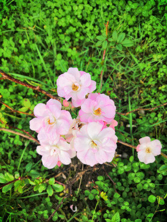 Beautiful roses on the club in the park