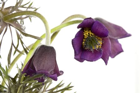 wild spring flowers isolated on a white backgroundの写真素材