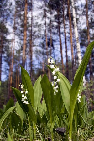 lily of the valley in a forestの写真素材