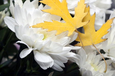 chrysanthemum flowers with yellow maple leavesの写真素材