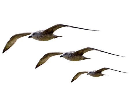 three sea gulls isolated on a white backgroundの写真素材