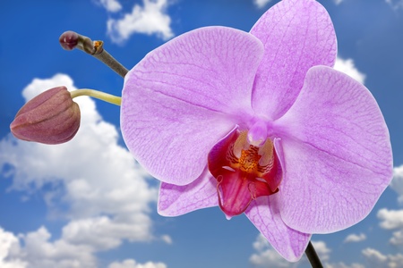 flower of orchid against the sky の写真素材