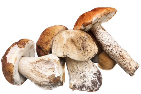 mushrooms isolated on a white background    の写真素材