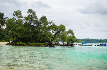 Mangrove On Beach