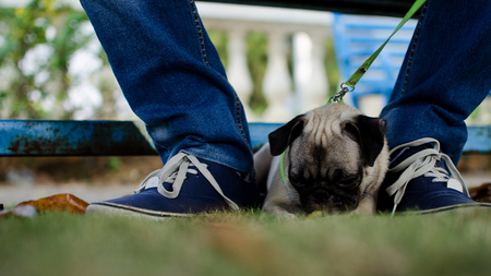 A Pug in a garden sitting under a bench between two legsの写真素材