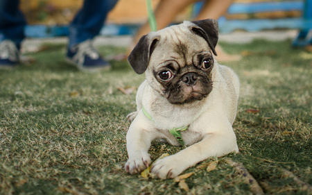 A Pug in a garden sitting under a bench between two legsの写真素材
