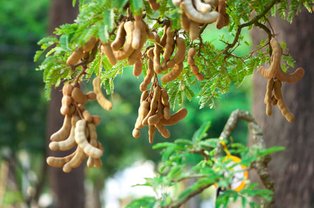 Tamarind Vietnam, natural plant