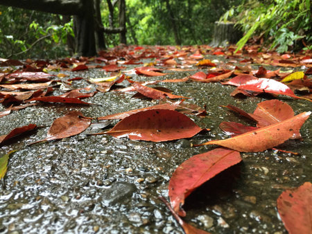 Autumn leaves after the rain の写真素材