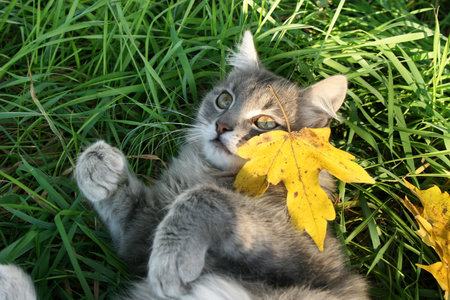 Gray cat under the maple leafの写真素材