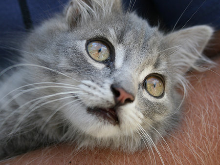 Portrait of a gray catの写真素材