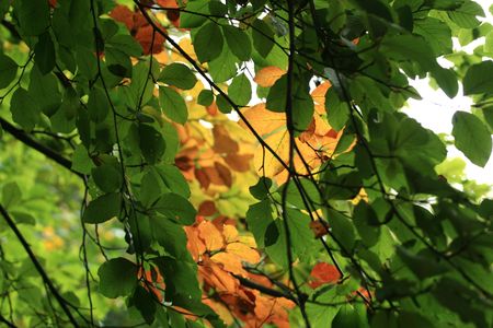 Leaves to fallの写真素材