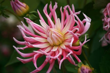 Pink flower in a flower parkの写真素材