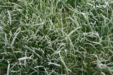 Frozen grass on a oct morningの写真素材