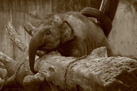 Playing  Elephant at the zoo.の写真素材