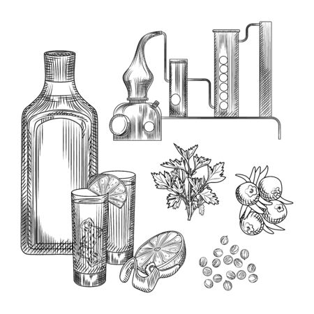 Set of gin in hand drawn style on white background.glasses with gin and tonic cocktail, alembic, coriander, lemon peel. Element for bar menu design. Engraving vintage isolated vector illustration.のイラスト素材