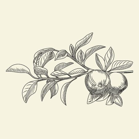 Hand drawn apple vector illustration. Engraving vintage style. For menu, cards, posters, prints packagingのイラスト素材