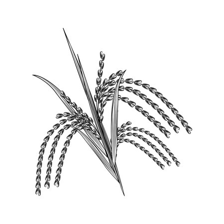 Hand drawn rice grain isolated on white background. Rice ear engraving vintage style. Vector illustrationのイラスト素材