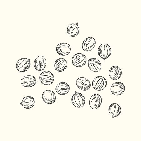 Hand drawn black pepper isolated on white background. Sketch handful of black peppercorn. Engraving vintage style. Vector illustration.のイラスト素材