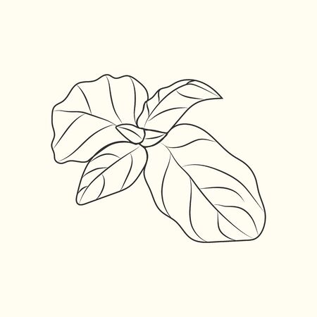 Basil sketch isolated. Monochrome food ingredient. Vintage hand drawn engraved style. Vector illustrationのイラスト素材