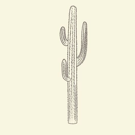 Wild saguaro cacti sketch. Hand drawn cactus isolated on light background. Engraving vintage style. Vector illustration.のイラスト素材