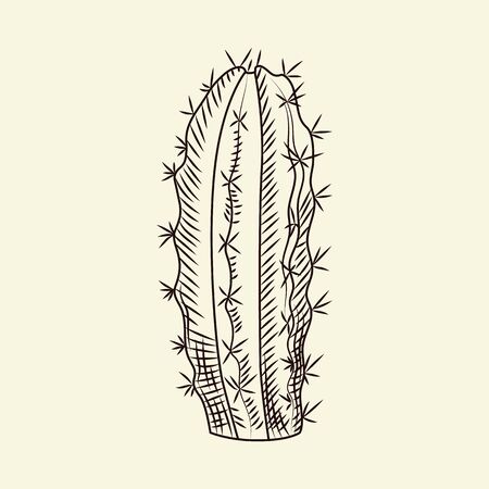 Hand drawn cactus isolated on light background. Wild cacti vector illustration. Botanical succulent sketch. Engraving vintage style.のイラスト素材