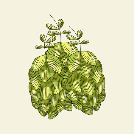 Green hops for brewing isolated on light background. Hand drawn hops herb. Vintage engraved style. For pub menu, cards, posters, prints, packaging. Vector vintage illustrationのイラスト素材