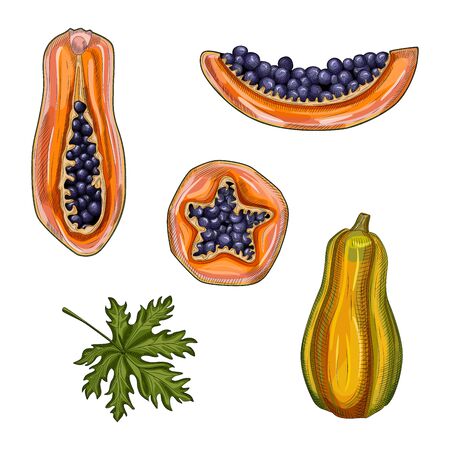 Set of ripe papaya. Hand drawn pawpaw summer fruits. Whole, half and slice Papaya. Vector illustration. Design for restaurant menu, store, market, meal packingのイラスト素材