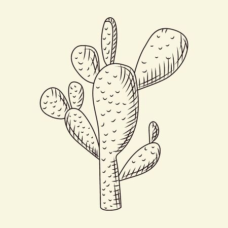 Prickly pear cactus isolated on light background in hand drawn style. Wild cacti sketch. Engraving vintage. Vector illustration.のイラスト素材