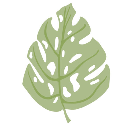 Tropical monstera leaf isolated on white background. Abstract botanical element green color. Sketch in style doodle vector illustration.のイラスト素材