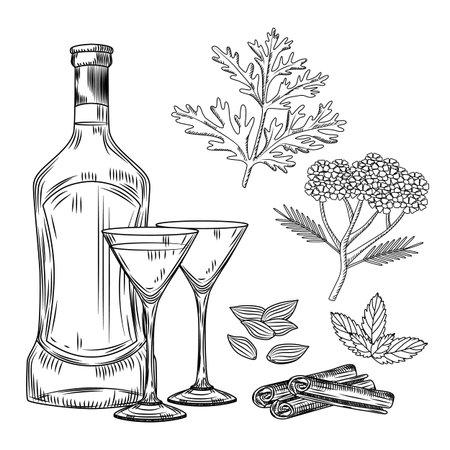 Set of vermouth. Cocktail glass and bottle vermouth, wormwood, yarrow, cinnamon, mint, cardamom. Engraving vintage style vector illustrationのイラスト素材