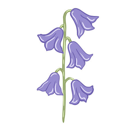 Purple bluebells isolated on white background. Beautiful hand drawn botanical sketches for any purpose. Design vector illustration.のイラスト素材