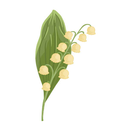 Flower lily of the valley with leaf isolated on white background. Beautiful hand drawn botanical sketches for any purpose. Design vector illustration.のイラスト素材